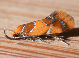 Orange-headed Epicallima